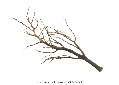 3,077,426 Branch Isolated Images, Stock Photos & Vectors 