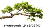 Tree branch isolated, Tree branch on isolate with clipping path