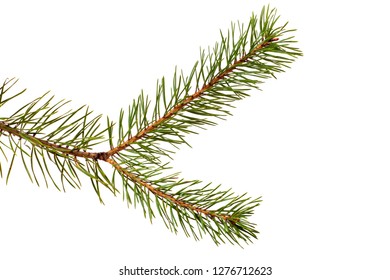 tree branch Images, Stock Photos & Vectors | Shutterstock