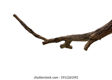 Tree branch isolated on white background with clipping path.
