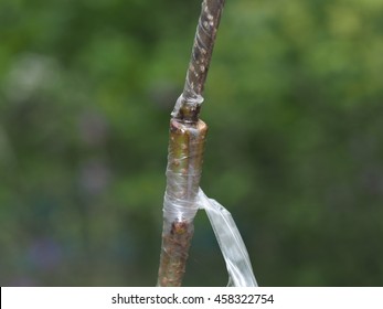 6,026 Grafting Tree Plant Images, Stock Photos & Vectors | Shutterstock