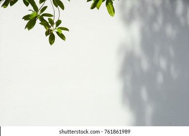 tree branch and leaf with shadow on a white concrete wall - Shutterstock ID 761861989