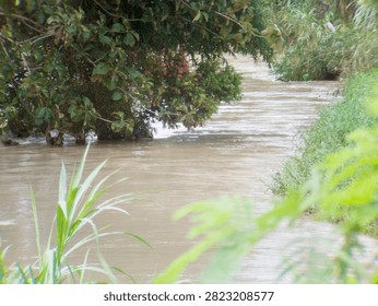 A tree branch leaned into the river as the water level rose.