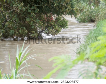 A tree branch leaned into the river as the water level rose.