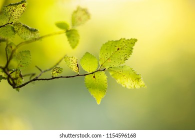 A Tree Branch With Leaves. Carpinus Orientalis. 