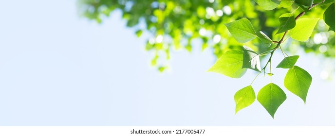 Tree branch with leaves in front of blue sunny sky. Summer background with copy space - Powered by Shutterstock