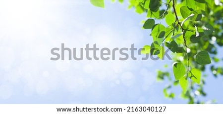 Tree branch with leaves in front of blue sunny sky. Summer wide background with copy space