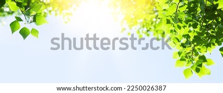 Tree branch with leaves in front of blue sunny sky. Summer background with copy space