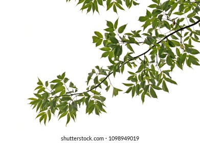 Tree Branch And Leaves Isolated On White Background.