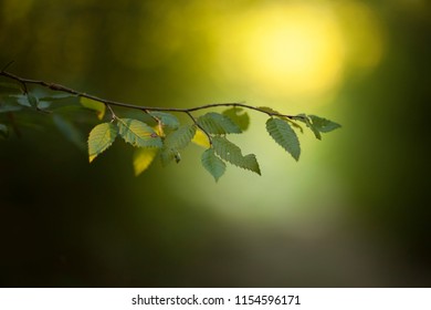 A Tree Branch With Leaves At Sunset. Carpinus Orientalis.