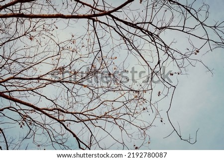 Tree Branch on blue Winter Sky.