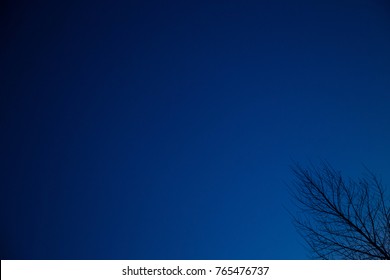 Tree branch graduated blue sky background at night