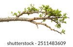 Tree branch on isolated white background. clipping path