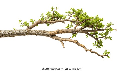 Tree branch on isolated white background. clipping path