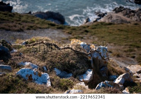 Tree branch perched on ledge above rocky seaside cliff. Rocky ledge overlooking waves crashing against rocks. Romantic notions in landscape. Selective focus but in focus.