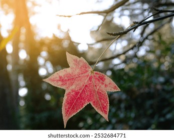 A tree branch with a red autumn leaf on a blurry background of blue sky. A beautiful bright maple or liquidambara leaf sways in the wind on a warm sunny day. Beauty is in nature - Powered by Shutterstock