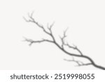 Tree branch shadow illustration on white background. Mininal nature background. Aesthetic white background with a shdow of a tree branch. Minimal aesthetic.