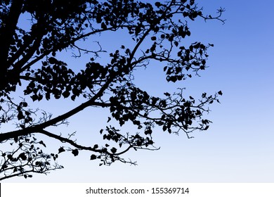 Tree branch silhouette against blue sky.  - Powered by Shutterstock