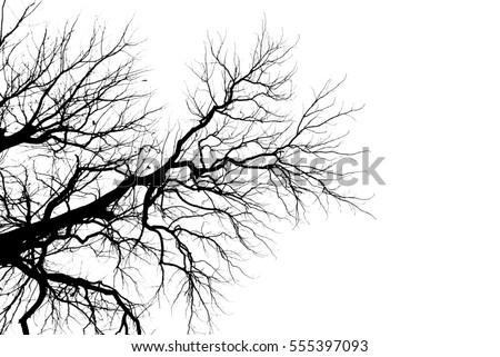 Tree Branch Silhouette  without leaves.