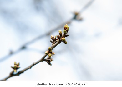 A tree branch with small leaf buds, nature awakens, the beginning of spring,nature comes to life with a tiny bud emerging from the branch,the beginning of a new season