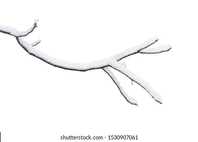 tree branch in snow isolated on white background