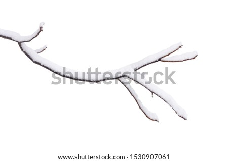 tree branch in snow isolated on white background