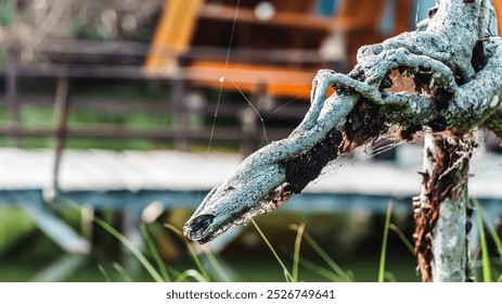 A tree branch with a spider web covering it. The web is in the middle of the branch, and it looks like a spider has been living there for a while. The branch is surrounded by grass - Powered by Shutterstock