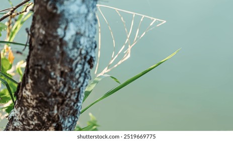 A tree branch with a spider web on it. The spider web is thin and fragile - Powered by Shutterstock