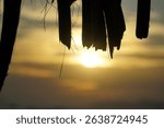 Tree branch with a sun in the background. The sun is setting and the sky is orange