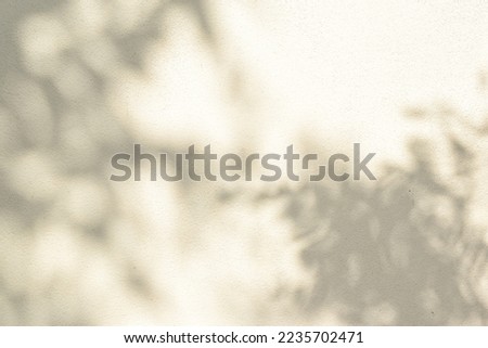 Tree branch sunlight shadow on white wall background texture