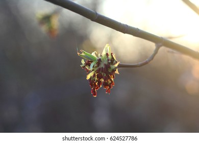 Tree Branch in the sunlight. Spring.