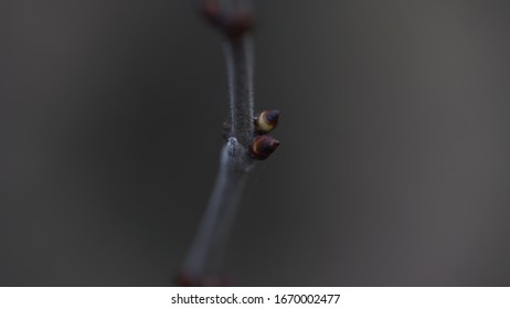 Tree branch with tiny buds. Branch of tree with small fresh buds growing in spring time