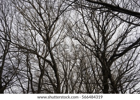 Similar – Foto Bild stille 3 Baum Winter