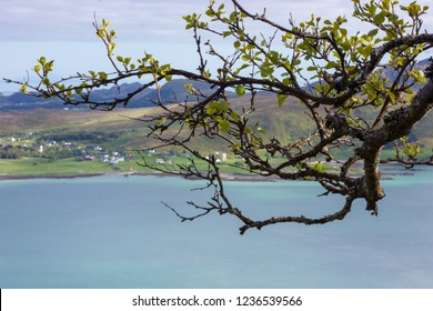 Tree Branch, View To Leknes, Lofoten Islands