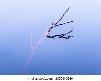 Tree branch in the water