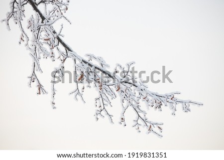 A tree branch in the winter frost in the afternoon against the sky close-up.