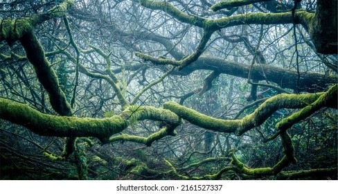 Tree branch without leaves in moss in fairytale forest - Shutterstock ID 2161527337
