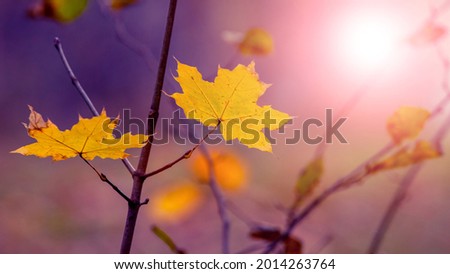 Similar – Image, Stock Photo Golden autumn season concept