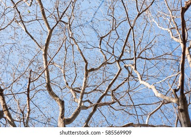 Tree branche.Naked branches of a tree against blue sky close up