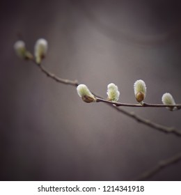 the tree branches