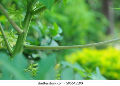 tree branches