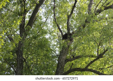 Tree branches.