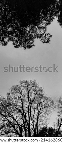 Similar – Image, Stock Photo timber line Nature Plant