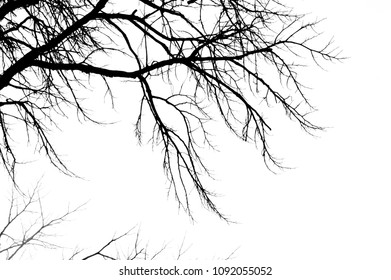 Tree Branches Abstract Background Stock Photo 1092055052 | Shutterstock