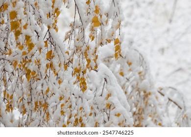 Tree branches adorned with fresh wet snow and golden autumn leaves, close-up. - Powered by Shutterstock