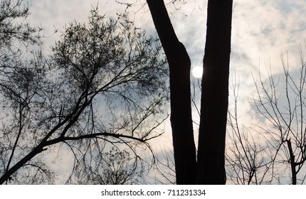 tree branches against the backdrop of the sunset