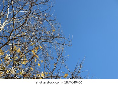 538 Gao tree Images, Stock Photos & Vectors | Shutterstock