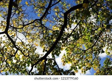 Tree Branches Against Blue Sly Clouds