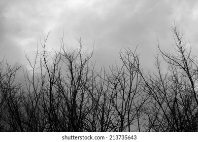 Tree Branches Against Sky - Powered by Shutterstock