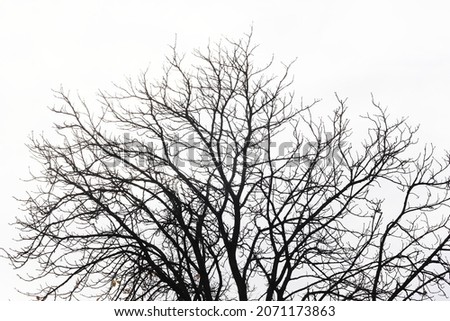 tree branches against the sky